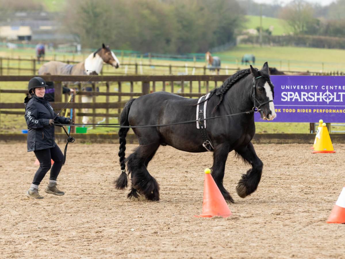 Long-reining at Wessex ICD